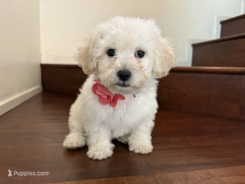 Maltipoo puppy girl 3 – Maltipoo, Poodle - Toy  puppy for sale in Chino, CA