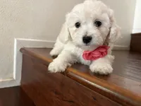 Maltipoo puppy girl 1, a female Maltipoo and Poodle - Toy  for sale in Chino, CA – 2 of 5