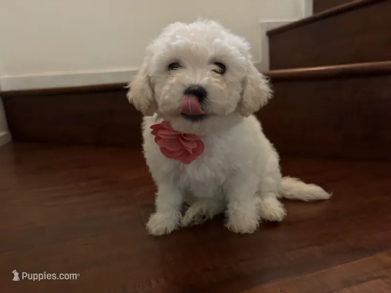 Maltipoo puppy girl  2 – Maltipoo, Poodle - Toy  puppy for sale in Chino, CA