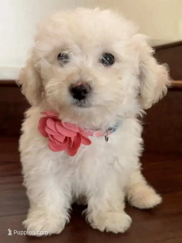 Maltipoo puppy girl – Maltipoo, Poodle - Toy  puppy for sale in Chino, CA