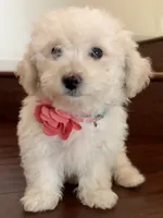 Maltipoo puppy girl, a female Maltipoo and Poodle - Toy  for sale in Chino, CA – 3 of 10