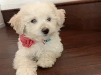 Maltipoo puppy girl, a female Maltipoo and Poodle - Toy  for sale in Chino, CA – 5 of 10