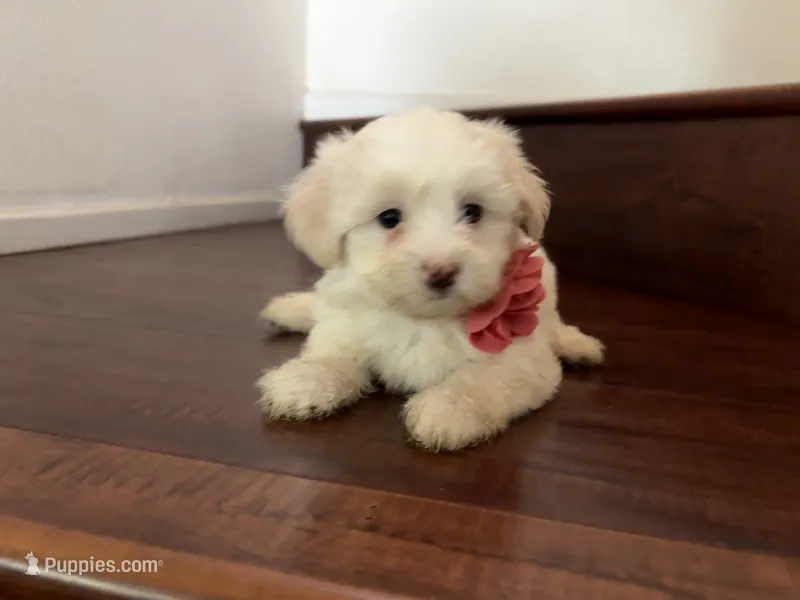 Maltipoo puppy girl 3 – Maltipoo, Maltese puppy for sale in Chino, CA
