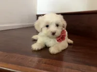 Maltipoo puppy girl 3, a female Maltipoo and Maltese for sale in Chino, CA – 4 of 5