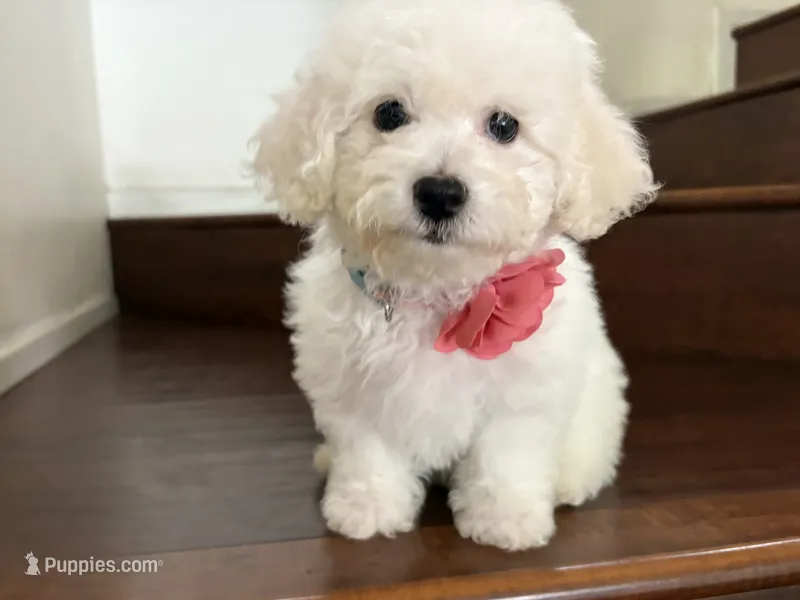 Maltipoo puppy girl 1 – Maltipoo, Poodle - Toy  puppy for sale in Chino, CA