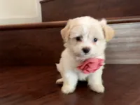 Maltipoo puppy girl 2, a female Maltipoo and Maltese for sale in Chino, CA – 3 of 4