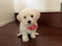 Maltipoo puppy girl  2, a female Maltipoo and Poodle - Toy  for sale in Chino, CA – 3 of 5