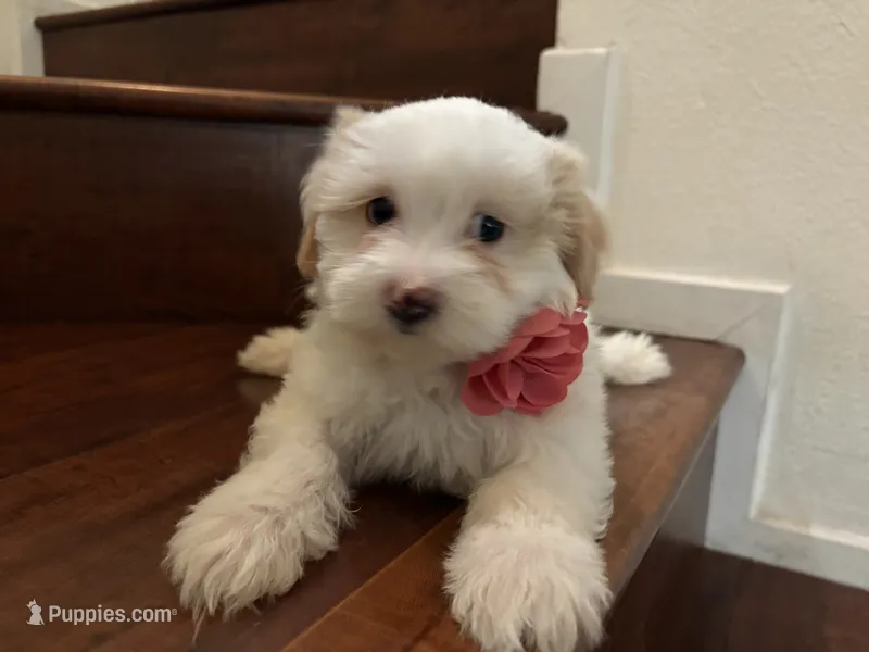 Maltipoo puppy girl 3 – Maltipoo, Maltese puppy for sale in Chino, CA