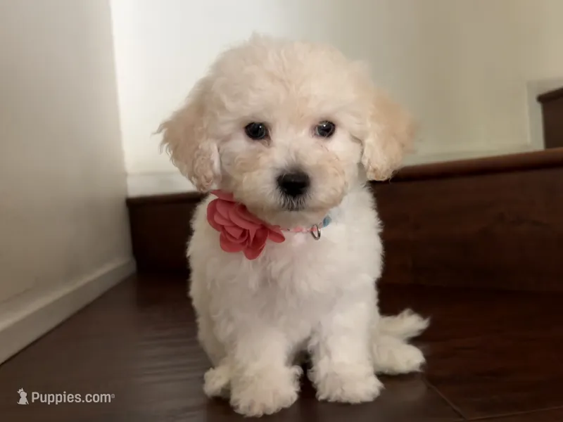 Maltipoo puppy girl 3 – Maltipoo, Poodle - Toy  puppy for sale in Chino, CA