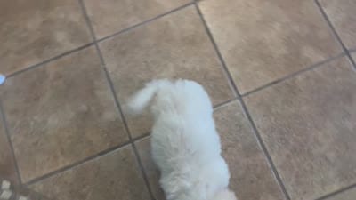 Maltipoo puppy girl, a female Maltipoo and Poodle - Toy  for sale in Chino, CA – 3 of 10