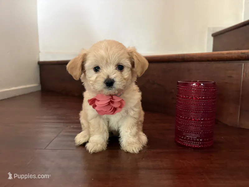 Maltipoo puppy girl 1 – Maltipoo, Maltese puppy for sale in Chino, CA