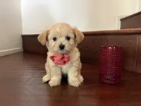 Maltipoo puppy girl 1, a female Maltipoo and Maltese for sale in Chino, CA – 4 of 5