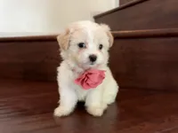 Maltipoo puppy girl 2, a female Maltipoo and Maltese for sale in Chino, CA – 4 of 4