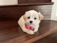 Maltipoo puppy girl 2, a female Maltipoo and Maltese for sale in Chino, CA – 2 of 4