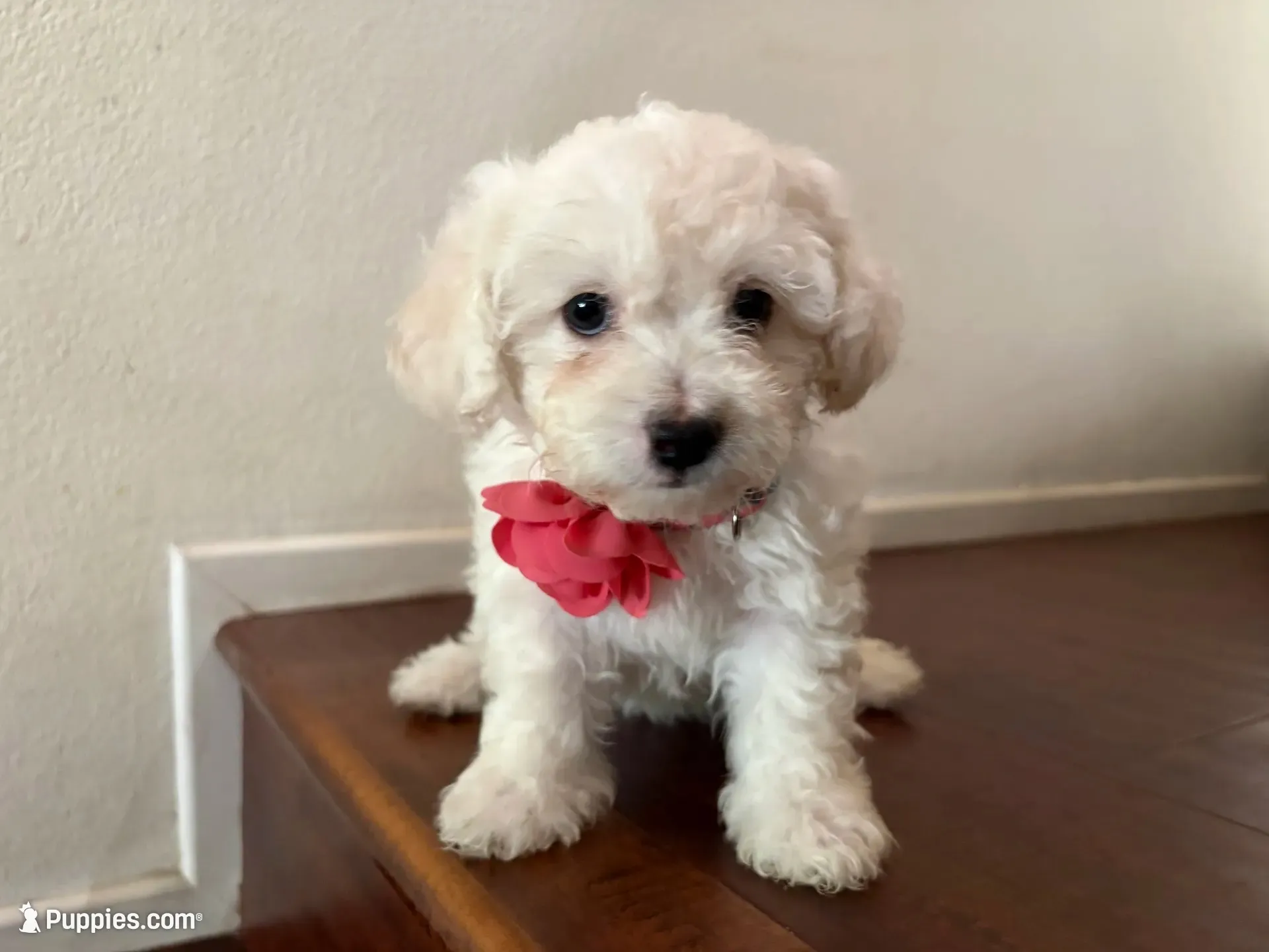 Maltipoo puppy girl 1, a female Maltipoo and Poodle - Toy  for sale in Chino, CA – 1 of 5