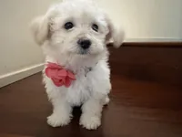 Maltipoo puppy girl, a female Maltipoo and Poodle - Toy  for sale in Chino, CA – 4 of 10