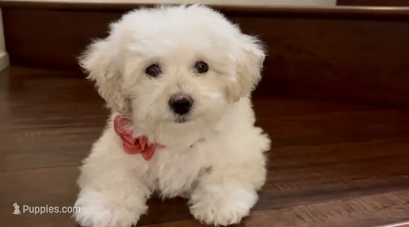Maltipoo puppy girl – Maltipoo, Poodle - Toy  puppy for sale in Chino, CA