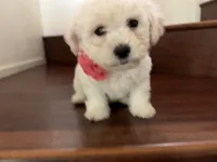 Maltipoo puppy girl  2, a female Maltipoo and Poodle - Toy  for sale in Chino, CA – 4 of 5