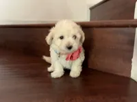 Maltipoo puppy girl 3, a female Maltipoo and Poodle - Toy  for sale in Chino, CA – 5 of 5