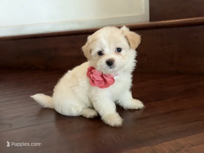 Maltipoo puppy girl 2 – Maltipoo, Maltese puppy for sale in Chino, CA
