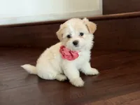 Maltipoo puppy girl 2, a female Maltipoo and Maltese for sale in Chino, CA – 1 of 4