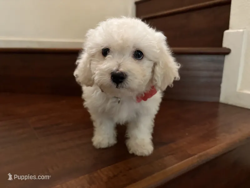 Maltipoo puppy girl 1 – Maltipoo, Poodle - Toy  puppy for sale in Chino, CA