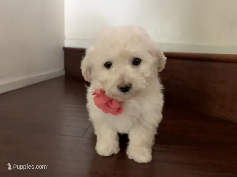 Maltipoo puppy girl  2 – Maltipoo, Poodle - Toy  puppy for sale in Chino, CA