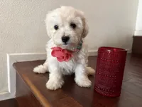 Maltipoo puppy girl 1, a female Maltipoo and Poodle - Toy  for sale in Chino, CA – 5 of 5