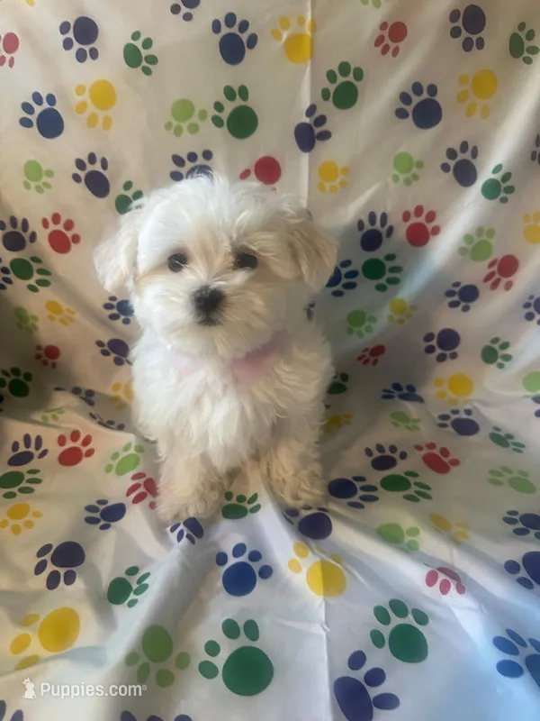 Maltese puppy boy 3 – Maltipoo, Maltese puppy for sale in Chino, CA