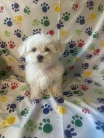 Maltese puppy boy 3, a male Maltipoo and Maltese for sale in Chino, CA – Photo 1 of 3