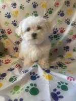 Maltese puppy boy 3, a male Maltipoo and Maltese for sale in Chino, CA – Photo 3 of 3