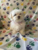 Maltese puppy boy 3, a male Maltipoo and Maltese for sale in Chino, CA – Photo 2 of 3