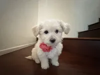 Maltipoo puppy girl, a female Maltipoo and Poodle - Toy  for sale in Chino, CA – 6 of 10
