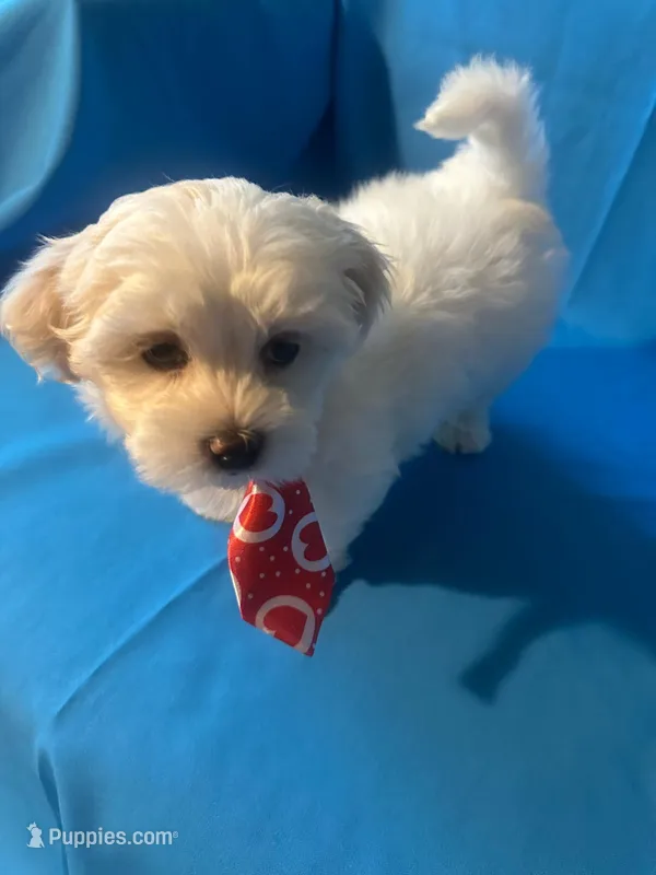 Maltese puppy 2 – Maltipoo, Maltese puppy for sale in Chino, CA