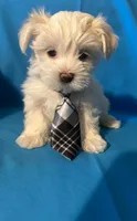 Maltese puppy 4, a male Maltipoo and Maltese for sale in Chino, CA – 1 of 4