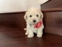Maltipoo puppy girl 3, a female Maltipoo and Poodle - Toy  for sale in Chino, CA – 4 of 5