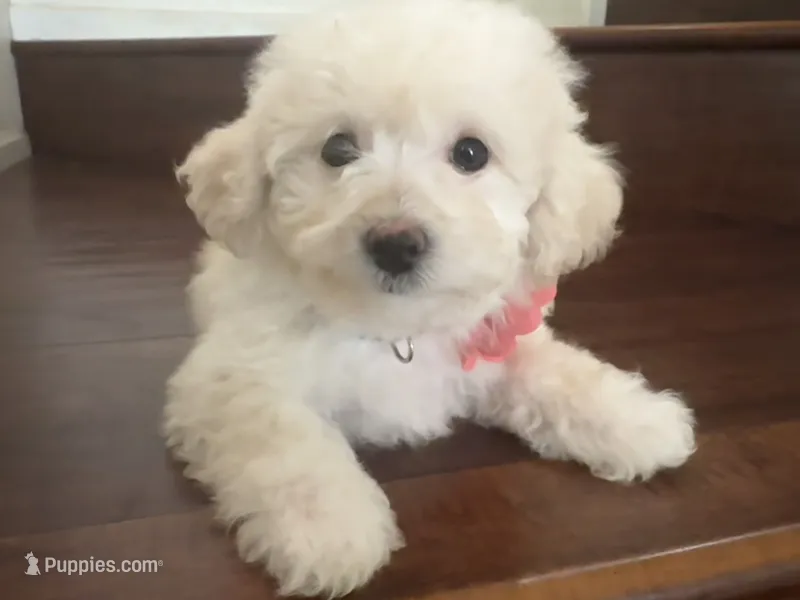 Maltipoo puppy girl – Maltipoo, Poodle - Toy  puppy for sale in Chino, CA