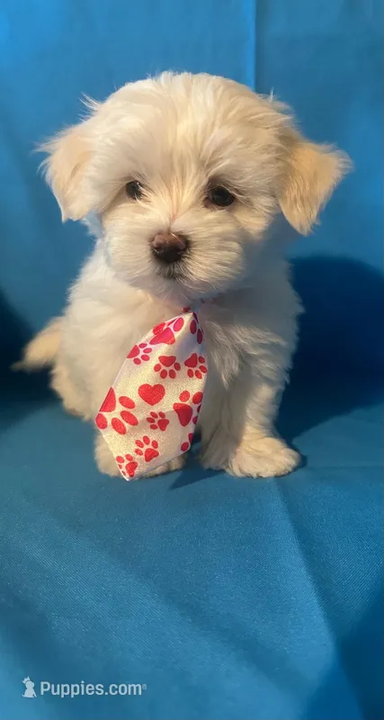 Maltese puppy 3 – Maltipoo, Maltese puppy for sale in Chino, CA