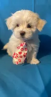 Maltese puppy 3, a male Maltipoo and Maltese for sale in Chino, CA – 1 of 4
