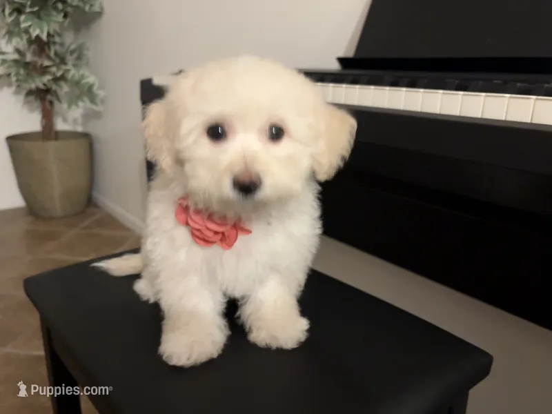 Maltipoo puppy girl – Maltipoo, Poodle - Toy  puppy for sale in Chino, CA