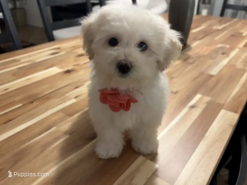 Maltipoo puppy girl – Maltipoo, Poodle - Toy  puppy for sale in Chino, CA