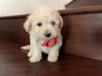 Maltipoo puppy girl 3, a female Maltipoo and Poodle - Toy  for sale in Chino, CA – 3 of 5