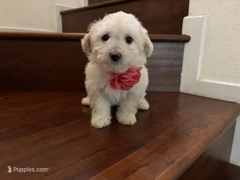 Maltipoo puppy girl 3 – Maltipoo, Poodle - Toy  puppy for sale in Chino, CA