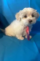 Maltese puppy 1, a male Maltipoo and Maltese for sale in Chino, CA – 3 of 4