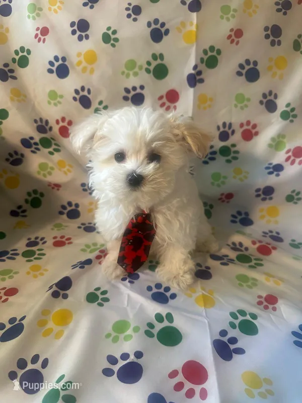 Maltese puppy boy 1 – Maltipoo, Maltese puppy for sale in Chino, CA