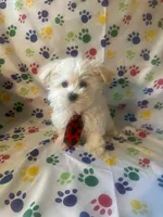 Maltese puppy boy 1, a male Maltipoo and Maltese for sale in Chino, CA – Photo 1 of 3