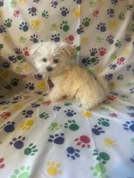 Maltese puppy boy 1, a male Maltipoo and Maltese for sale in Chino, CA – Photo 3 of 3