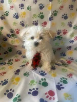 Maltese puppy boy 1, a male Maltipoo and Maltese for sale in Chino, CA – Photo 2 of 3