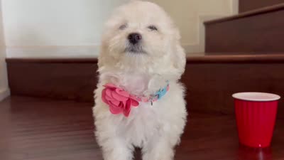 Maltipoo puppy girl, a female Maltipoo and Poodle - Toy  for sale in Chino, CA – 7 of 10