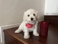 Maltipoo puppy girl 1, a female Maltipoo and Poodle - Toy  for sale in Chino, CA – 3 of 5